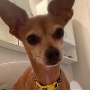 Meet your Posher, Sydney